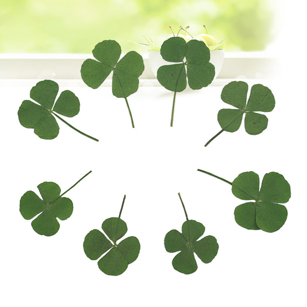 12Pcs Four Leaf Clover Dried C - đánh giá và giá Resin Craft Material