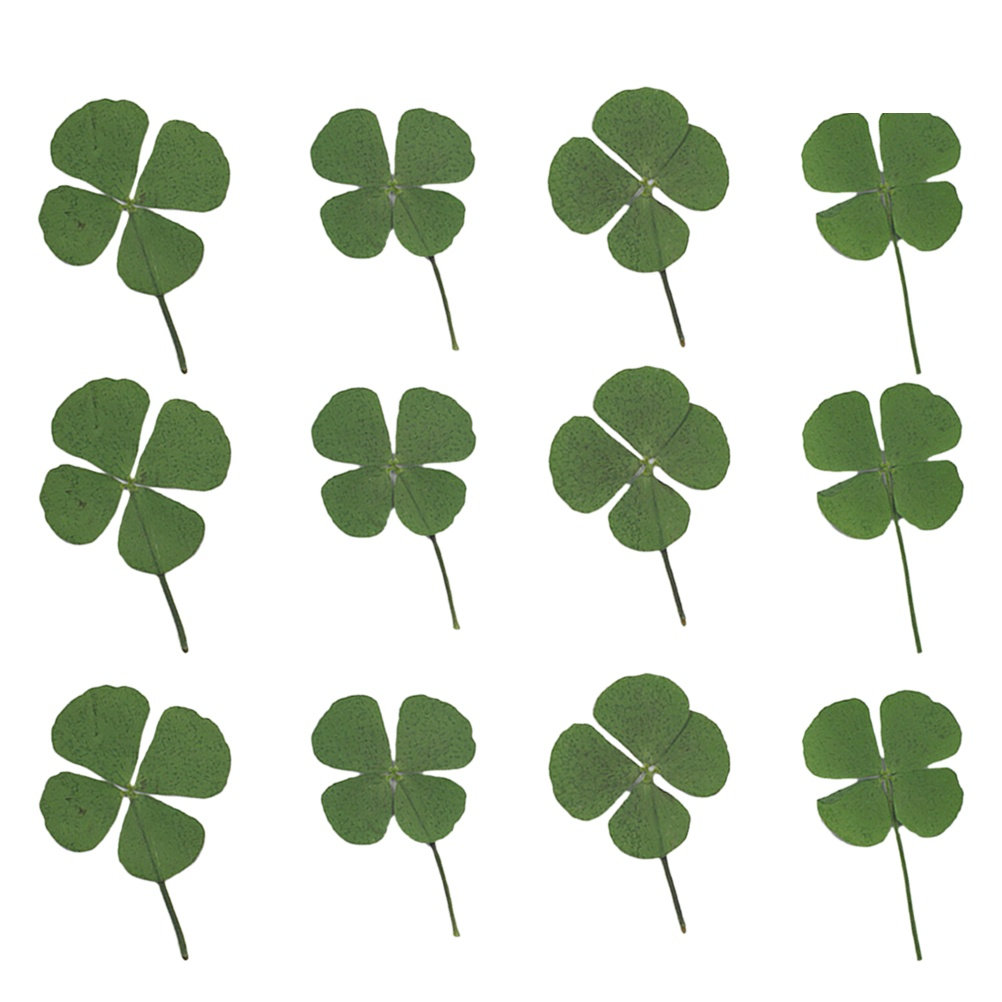 12Pcs Four Leaf Clover Dried C - đánh giá và giá Resin Craft Material