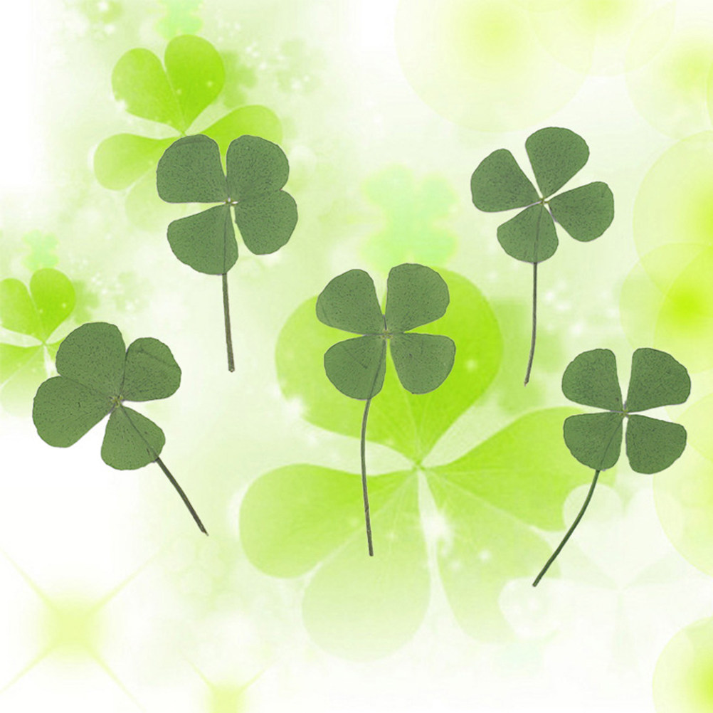 12Pcs Four Leaf Clover Dried C - đánh giá và giá Resin Craft Material