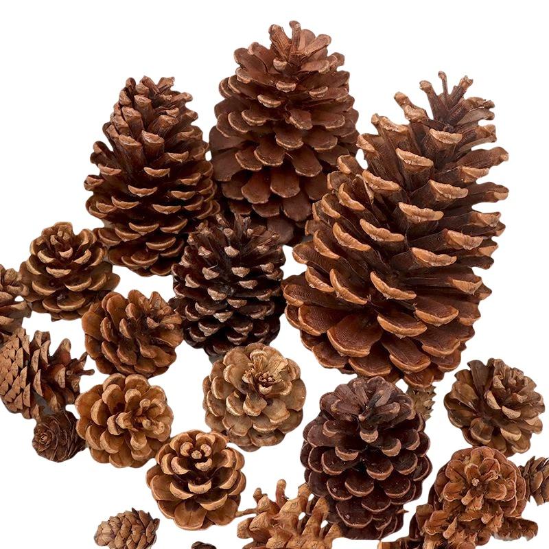 Natural Dried Pine Cones 5/10/ - đánh giá và giá Dried Flower Bulk