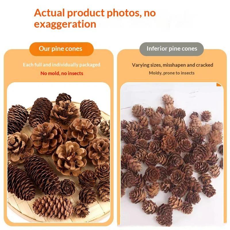 Natural Dried Pine Cones 5/10/ - đánh giá và giá Dried Flower Bulk