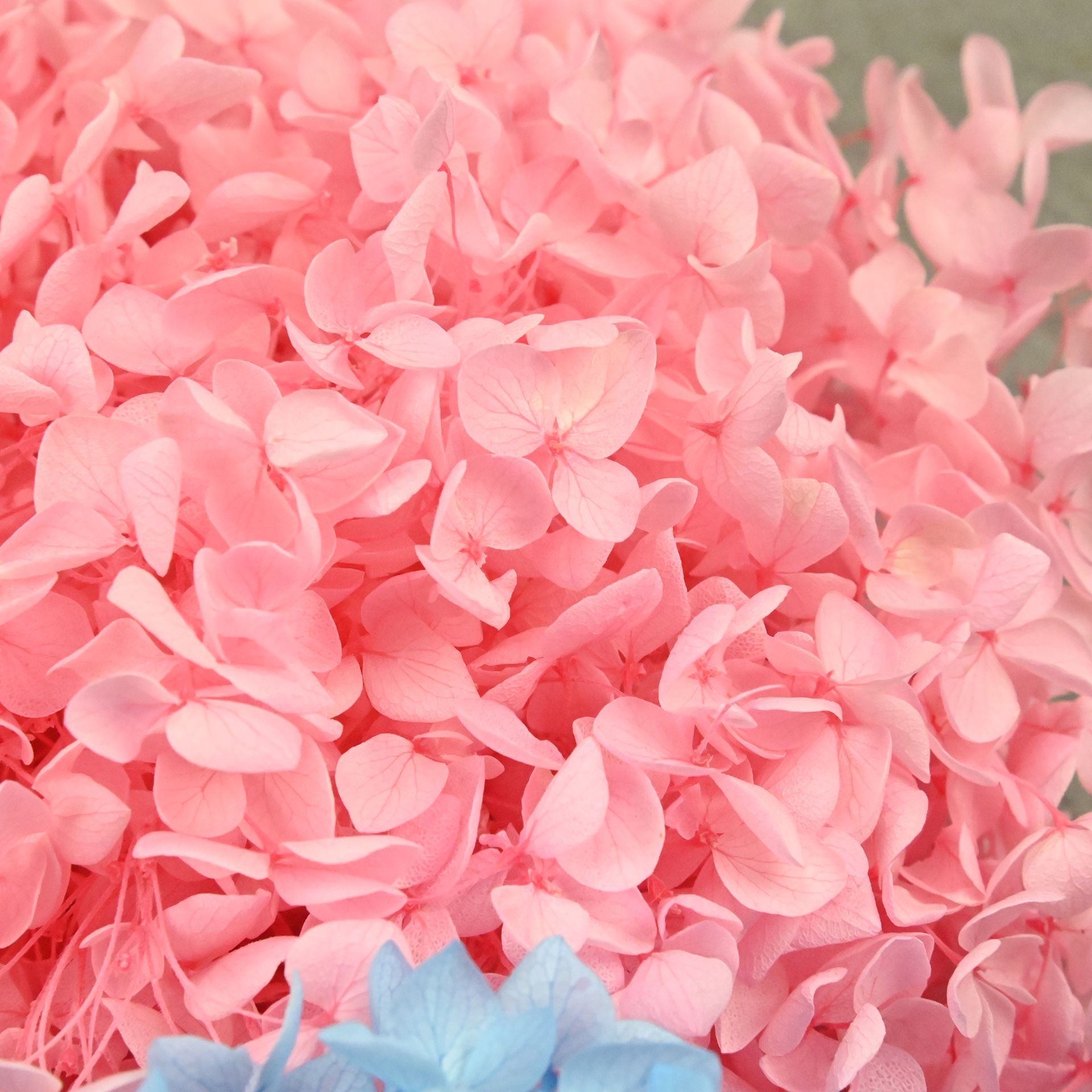 20g Natural Hydrangea Petals D - đánh giá và giá Dried Flower Bulk